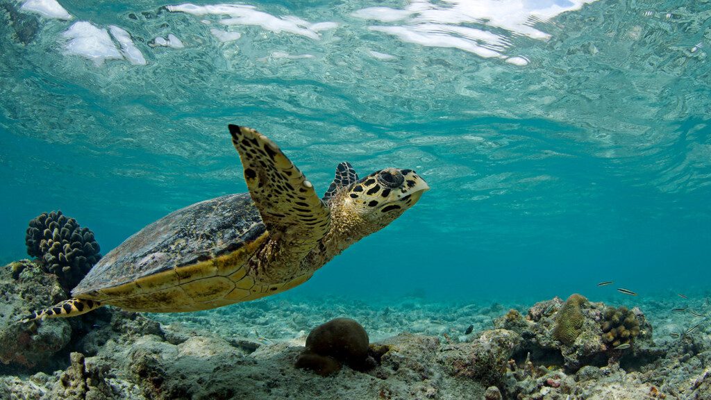 Hawksbill Turtle